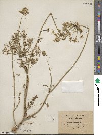 Daucus crinitus image