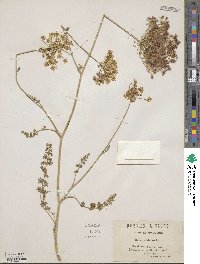 Daucus crinitus image