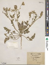 Daucus muricatus image