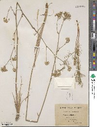 Image of Daucus setifolius