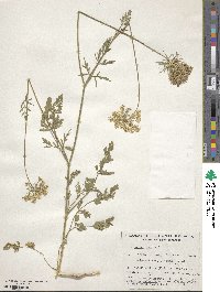 Daucus carota image