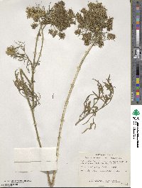 Daucus carota image