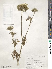 Daucus carota image