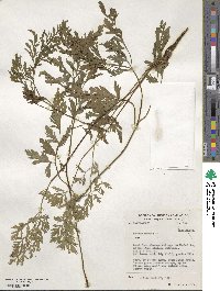 Daucus carota image