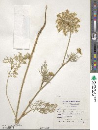 Daucus carota image