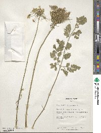 Daucus carota image