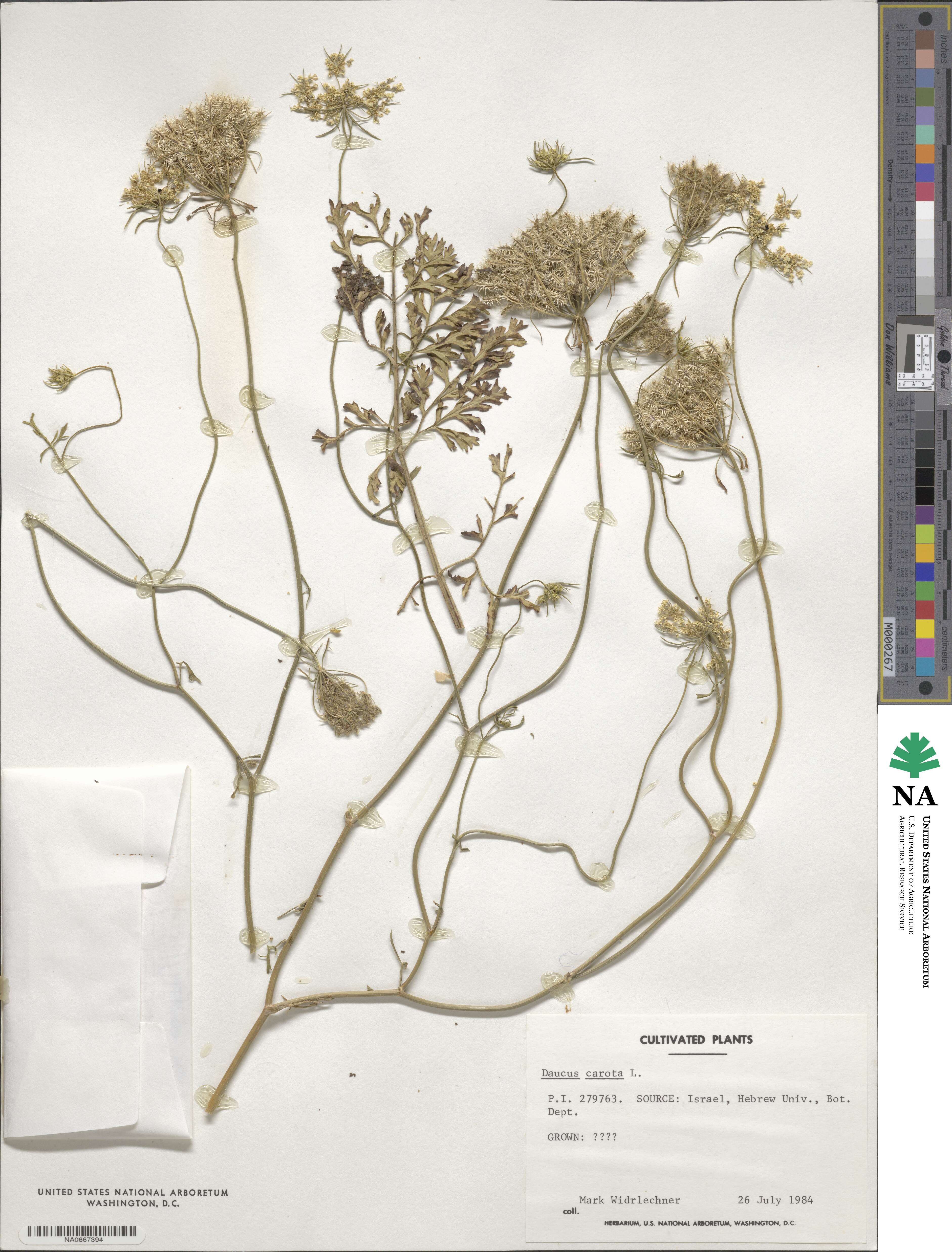 Daucus carota image