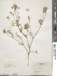 Daucus muricatus image