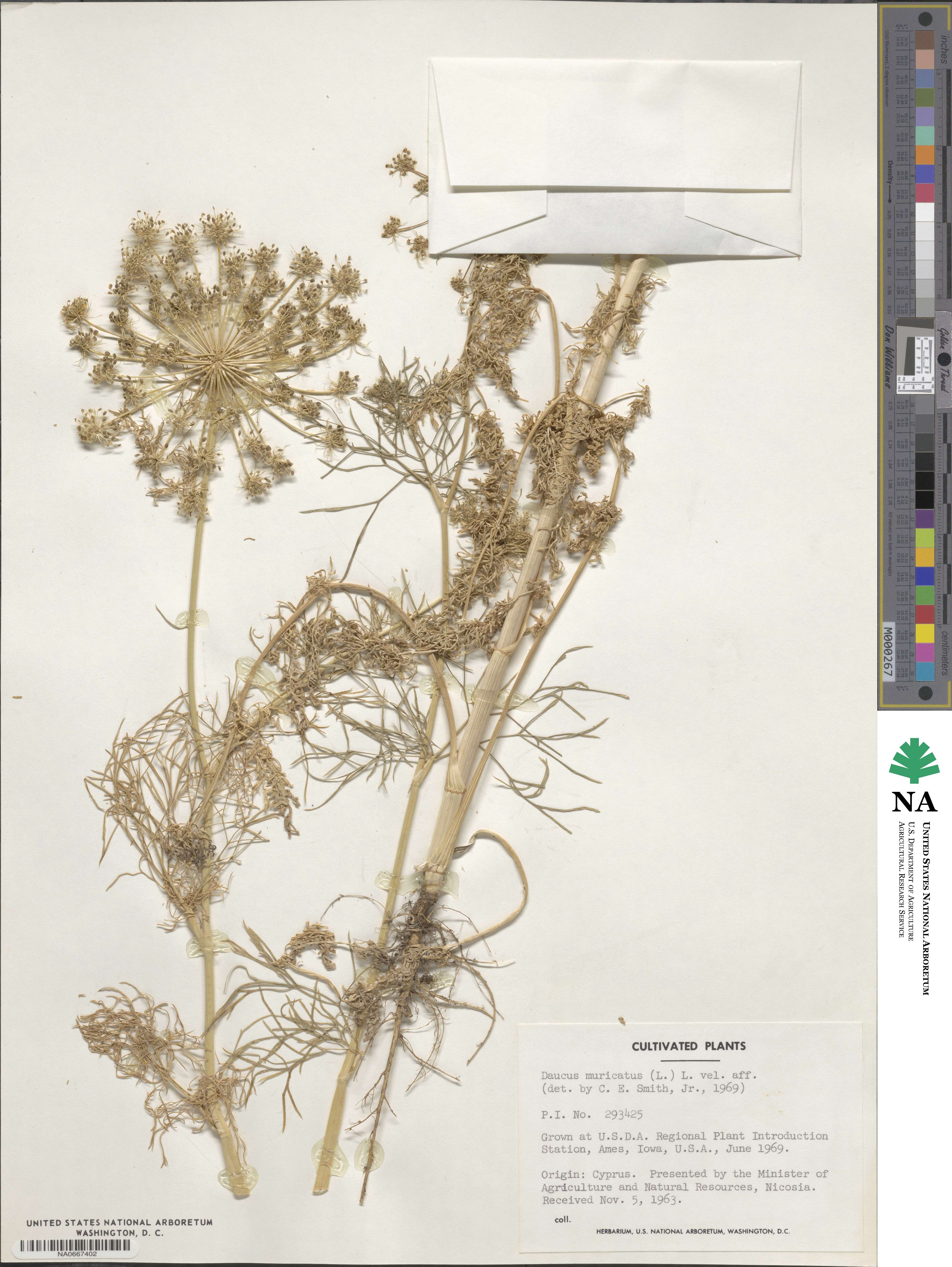 Daucus muricatus image