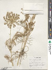 Daucus muricatus image