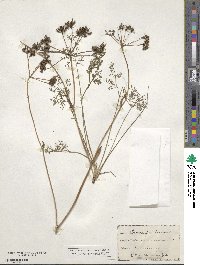 Astrodaucus orientalis image