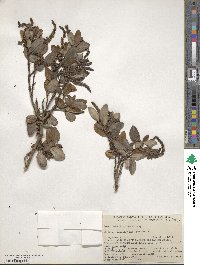 Garrya buxifolia image