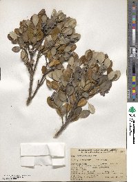 Garrya buxifolia image