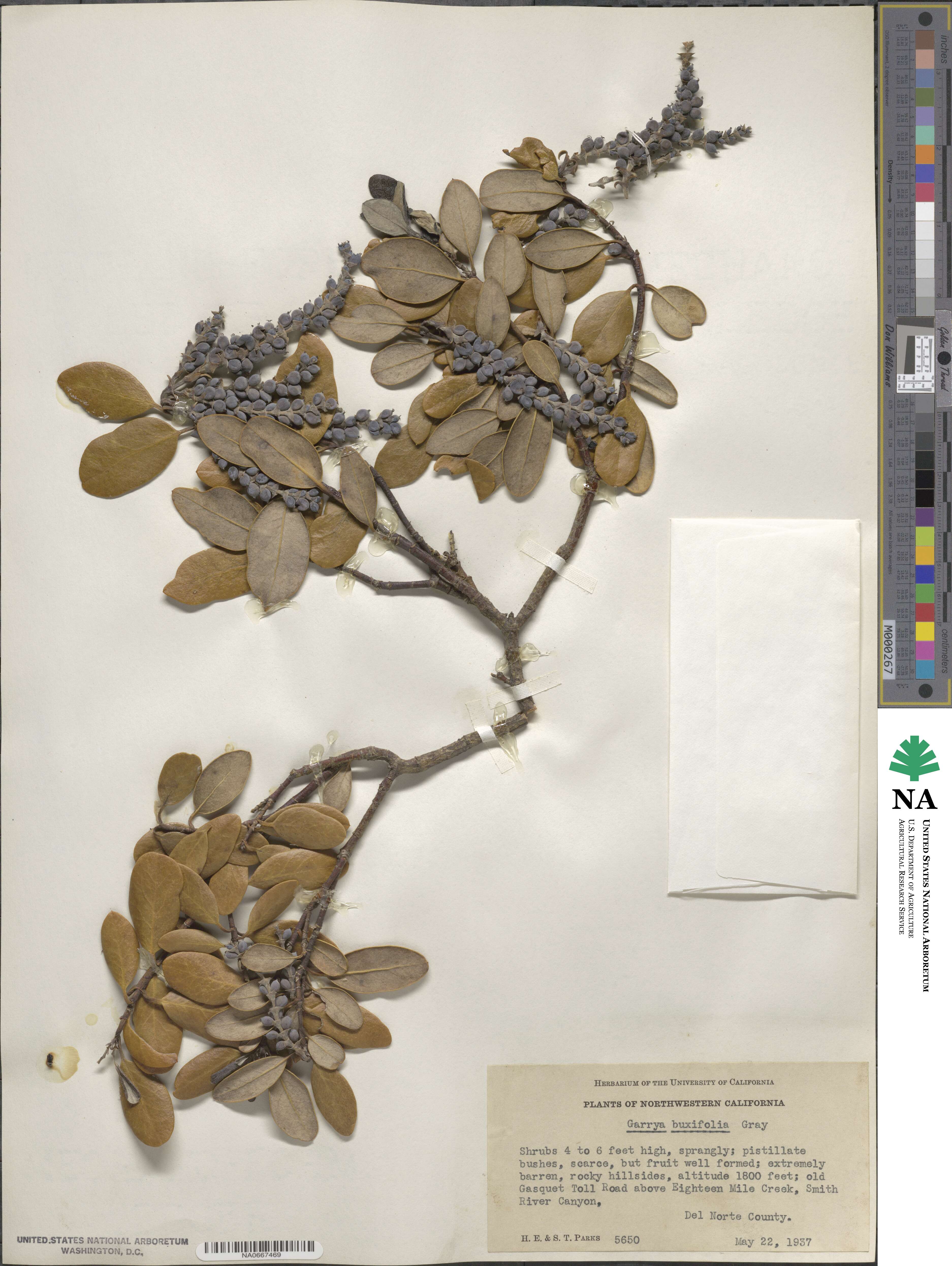 Garrya buxifolia image