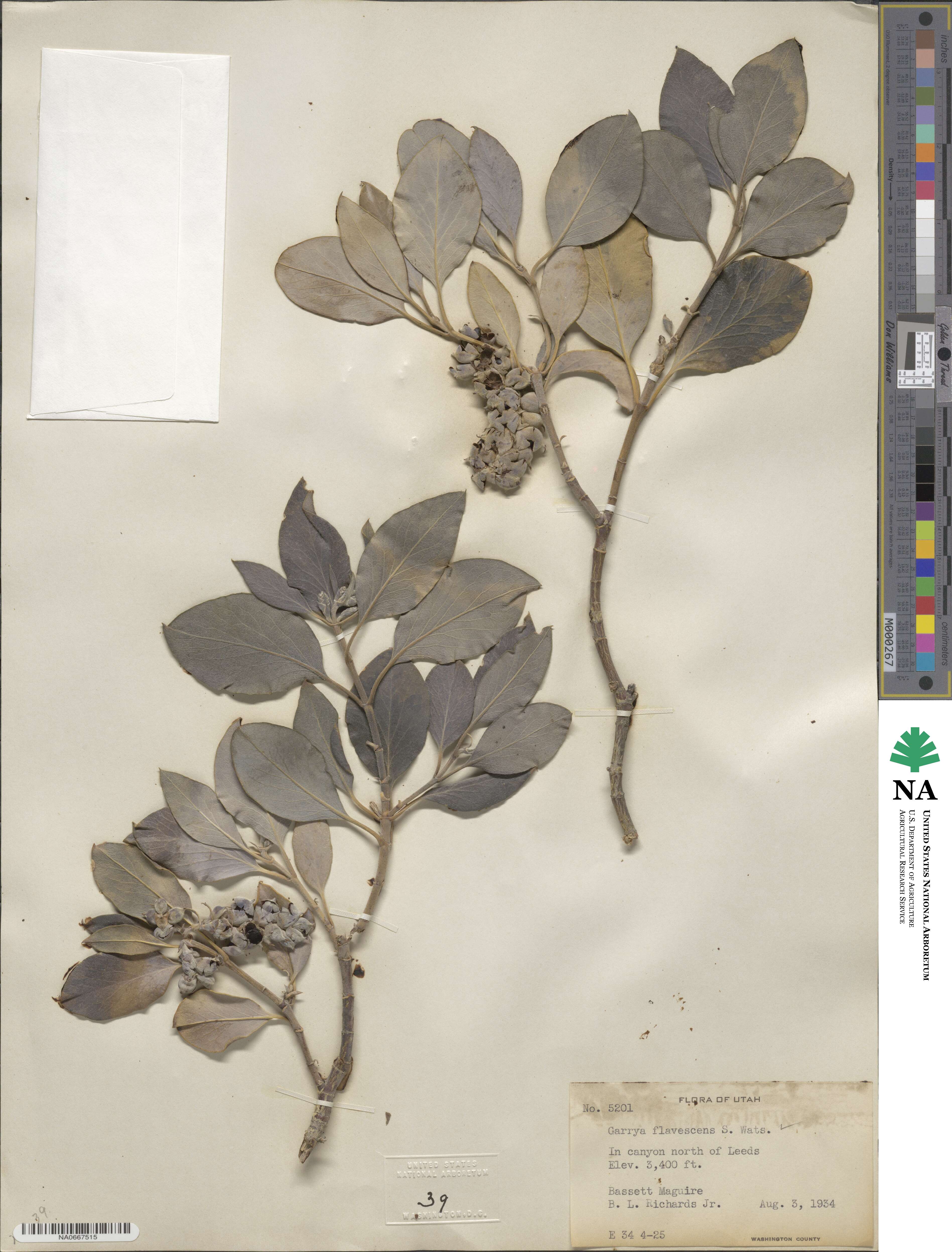 Garrya flavescens image