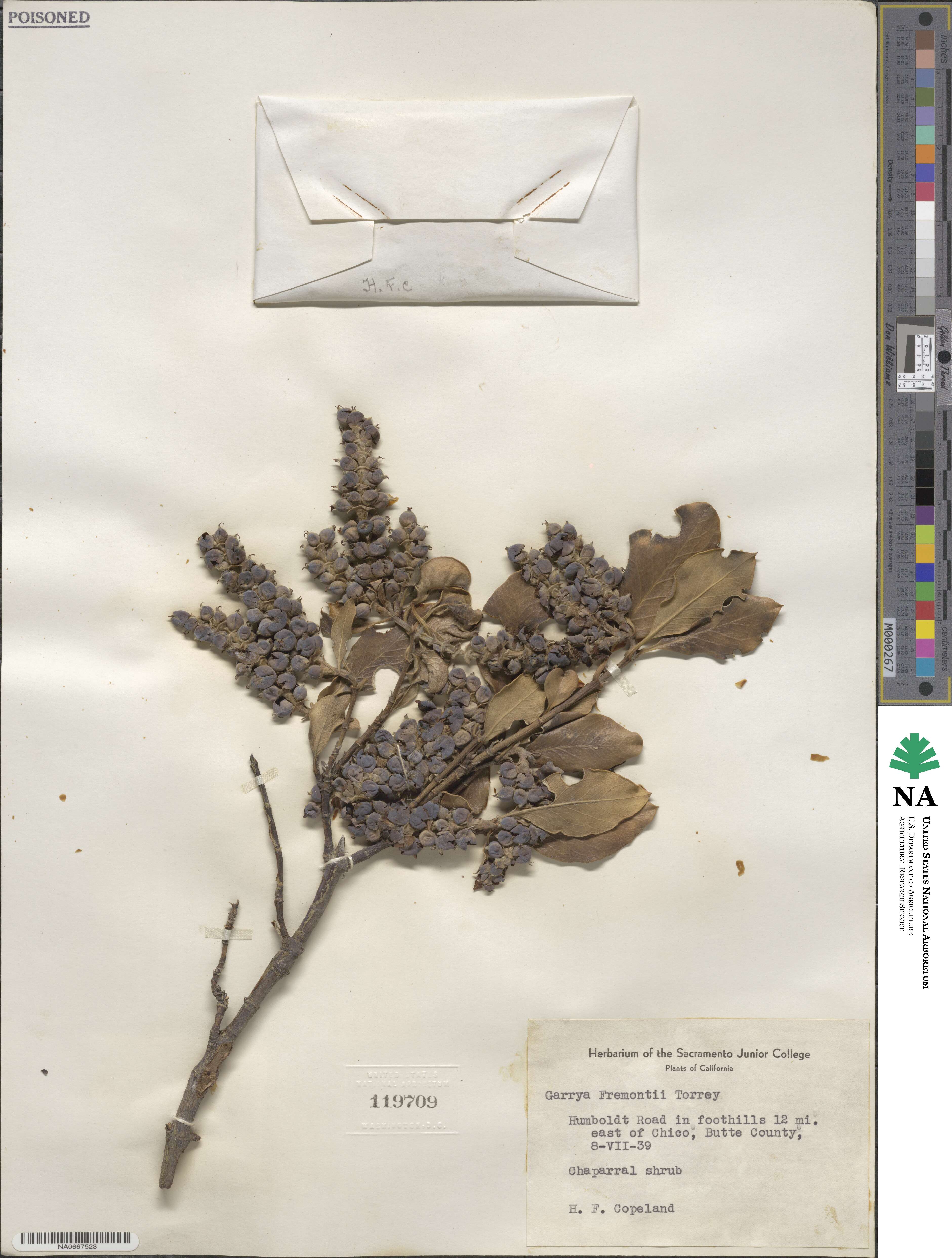 Garrya fremontii image