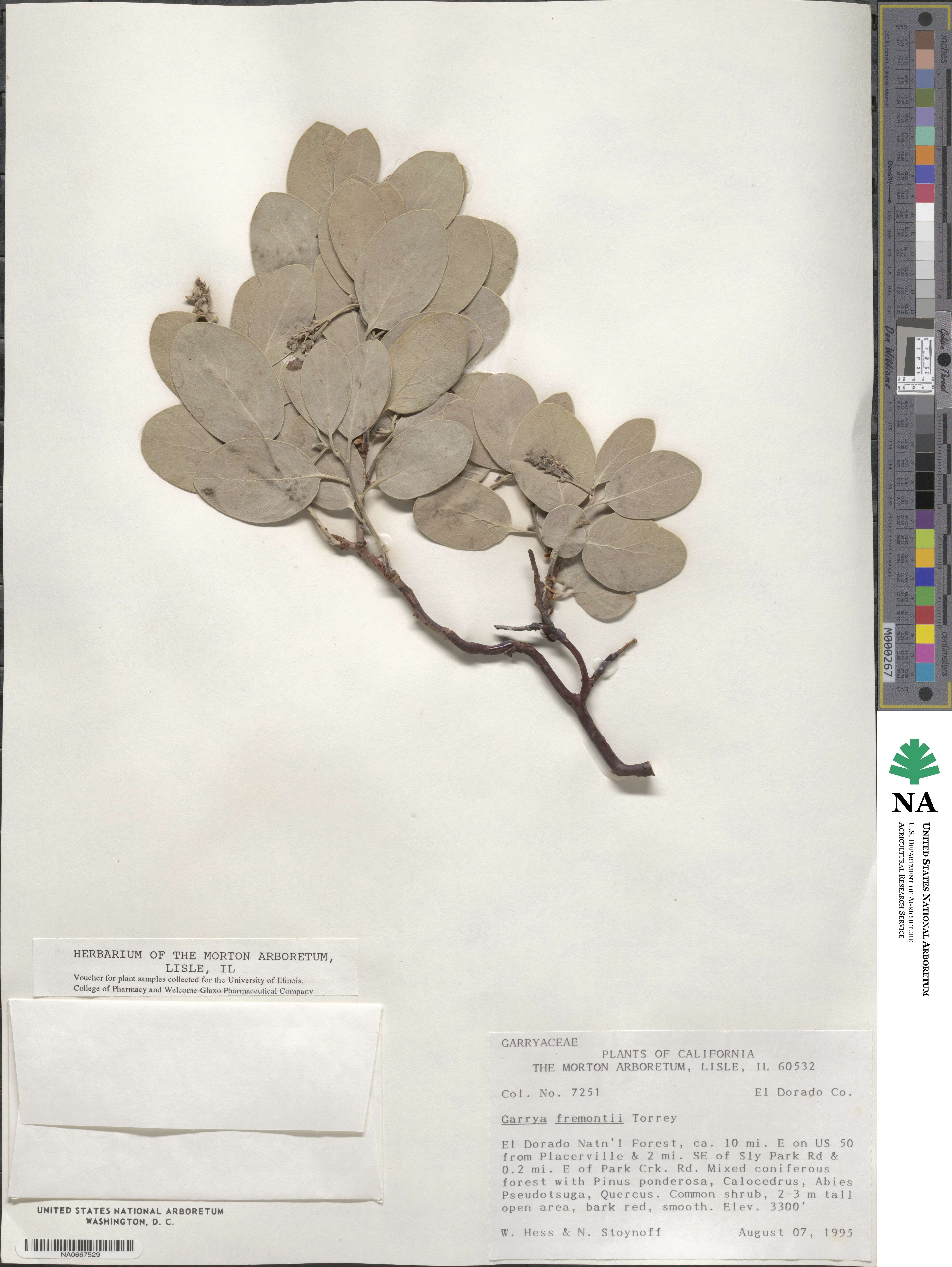 Garryaceae image