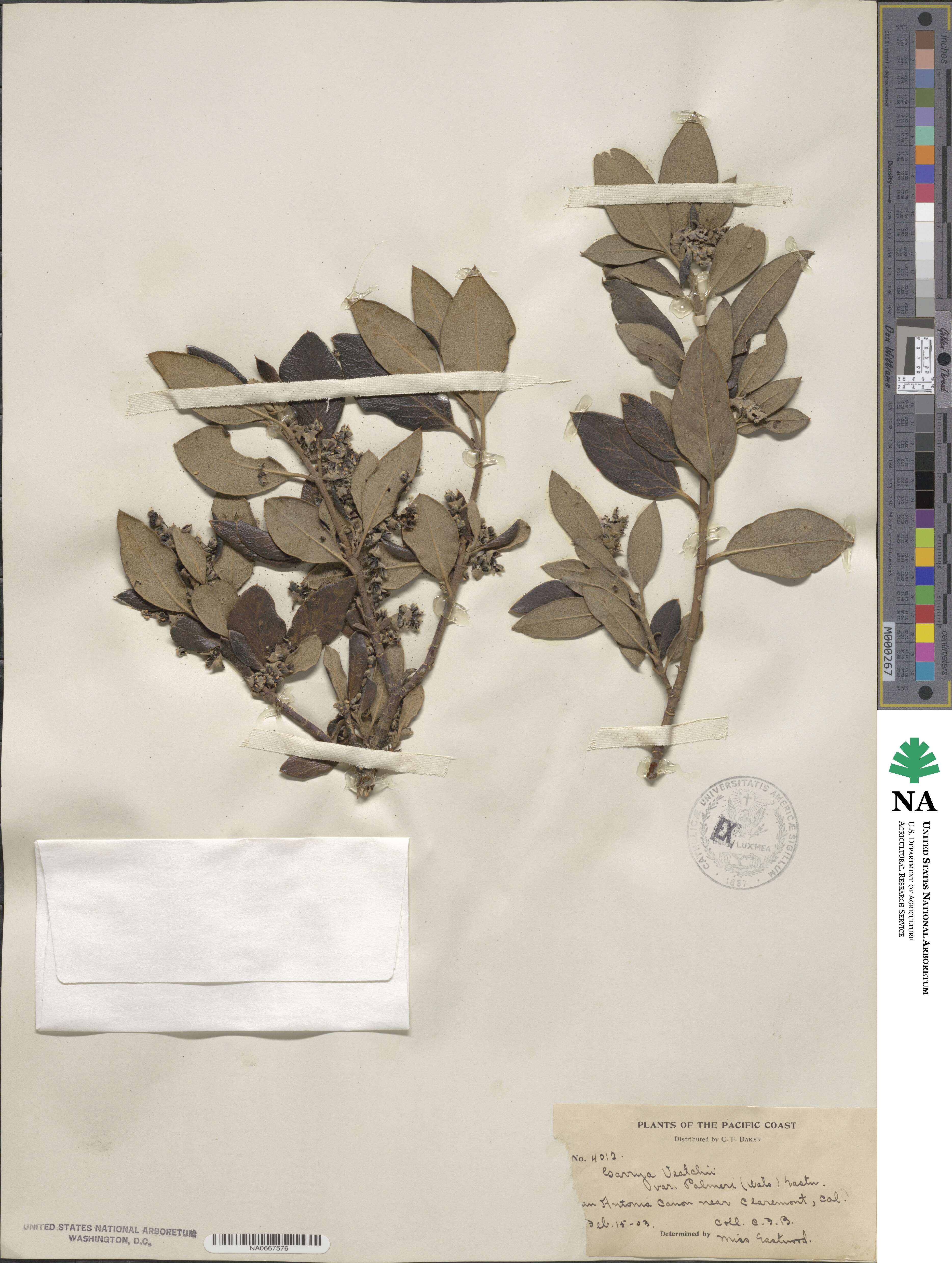 Garrya veatchii image