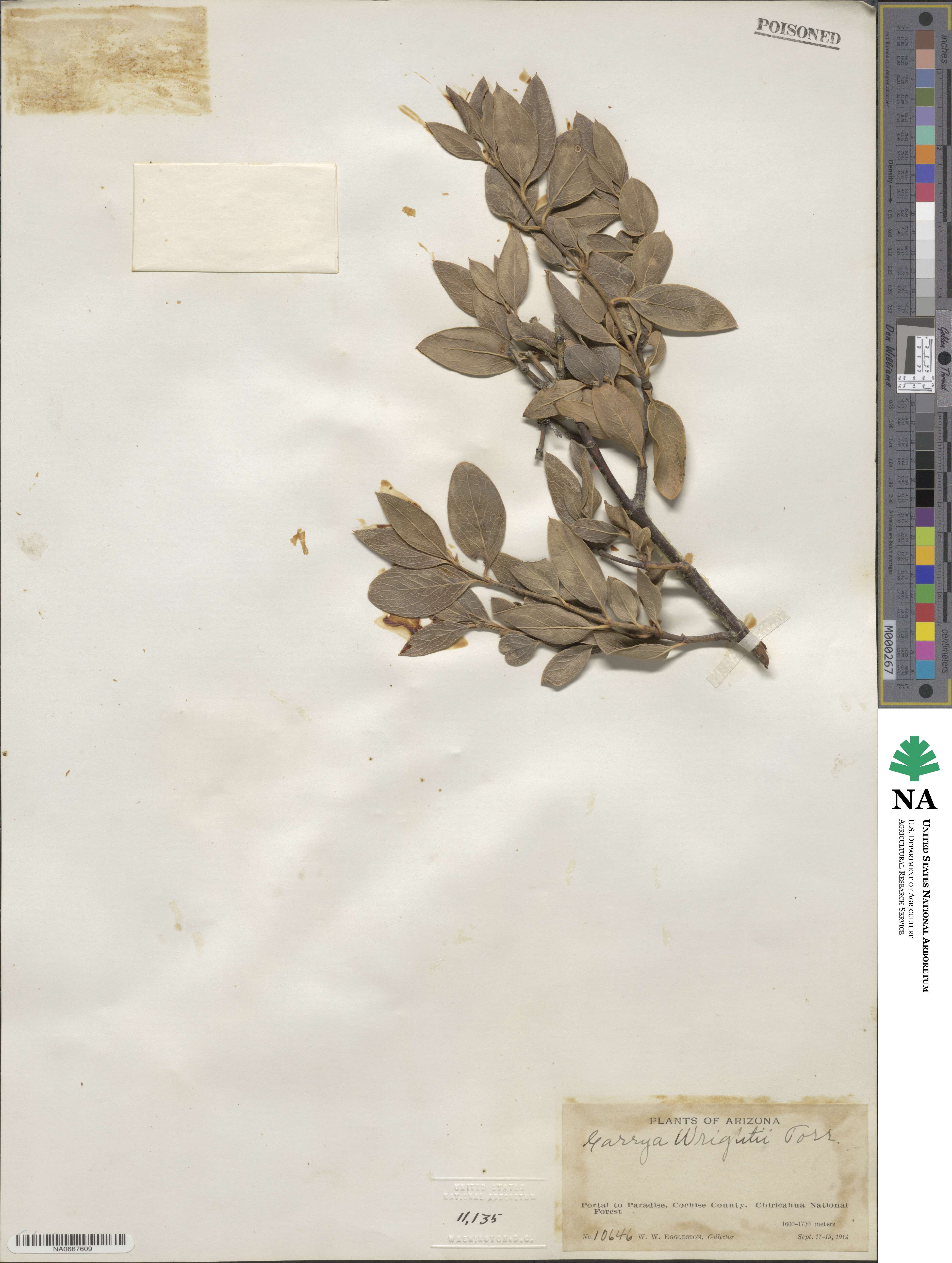 Garrya wrightii image