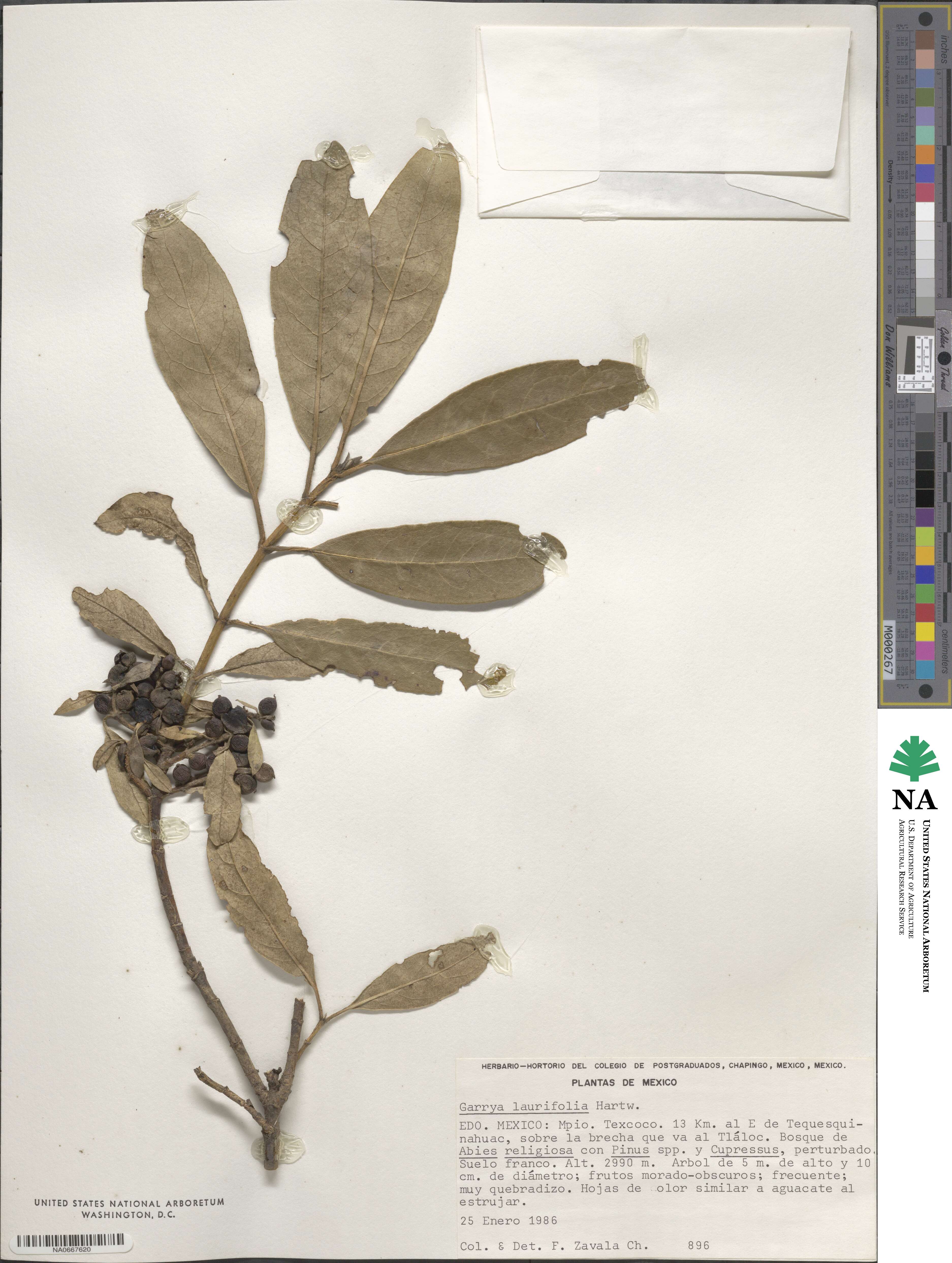 Garrya laurifolia image