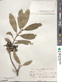 Garrya laurifolia image