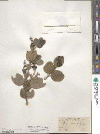 Garrya laurifolia image