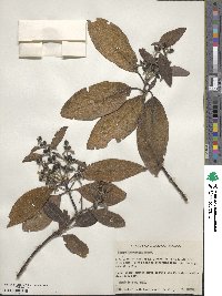 Garrya laurifolia image