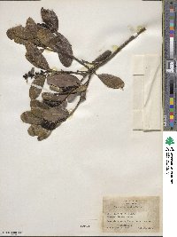 Garrya laurifolia image