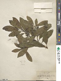 Garrya laurifolia image