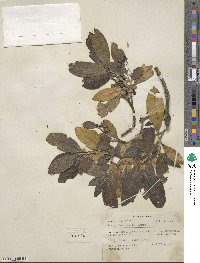 Garrya laurifolia image