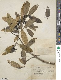 Garrya laurifolia image