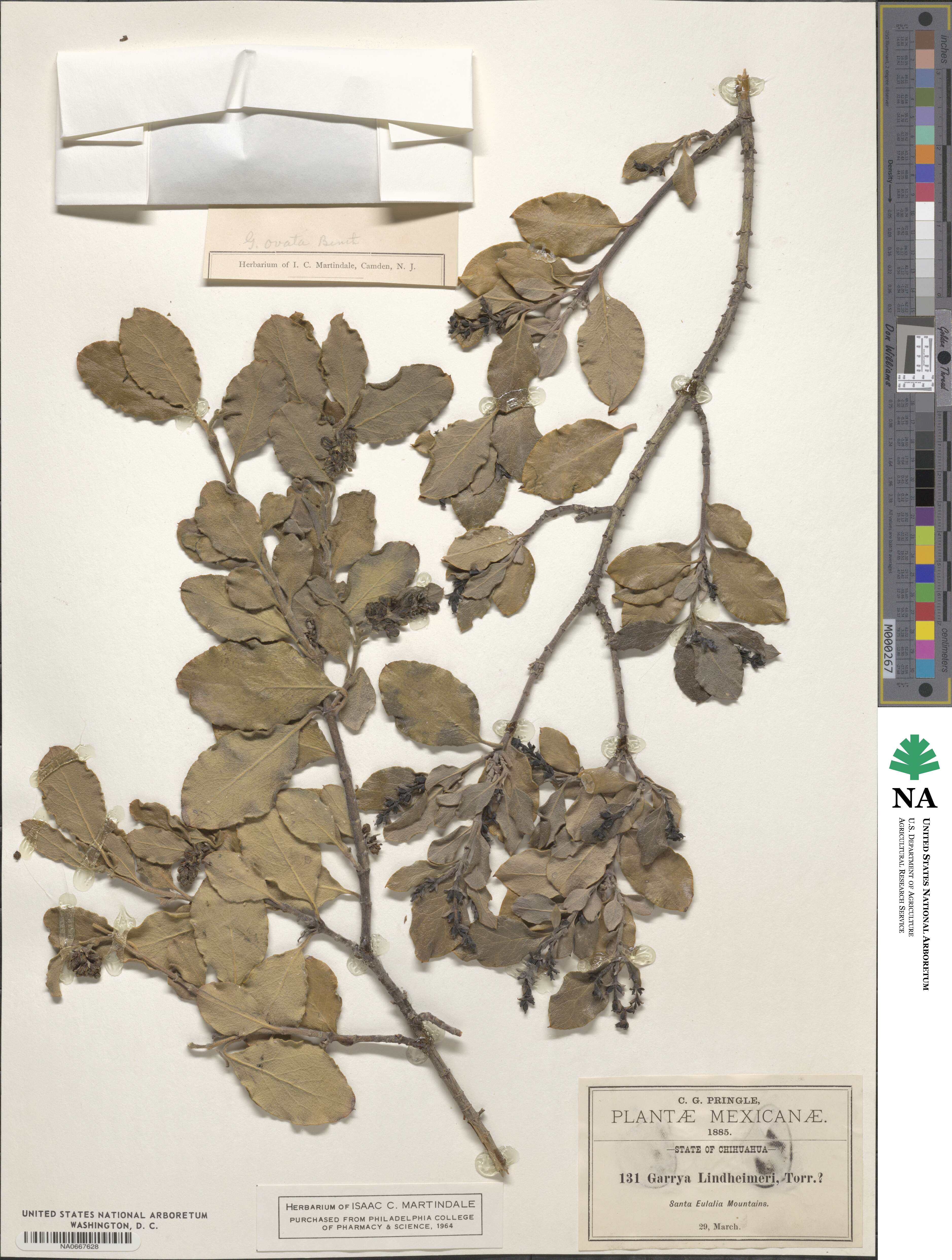 Garrya lindheimeri image