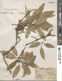 Image of Garrya longifolia