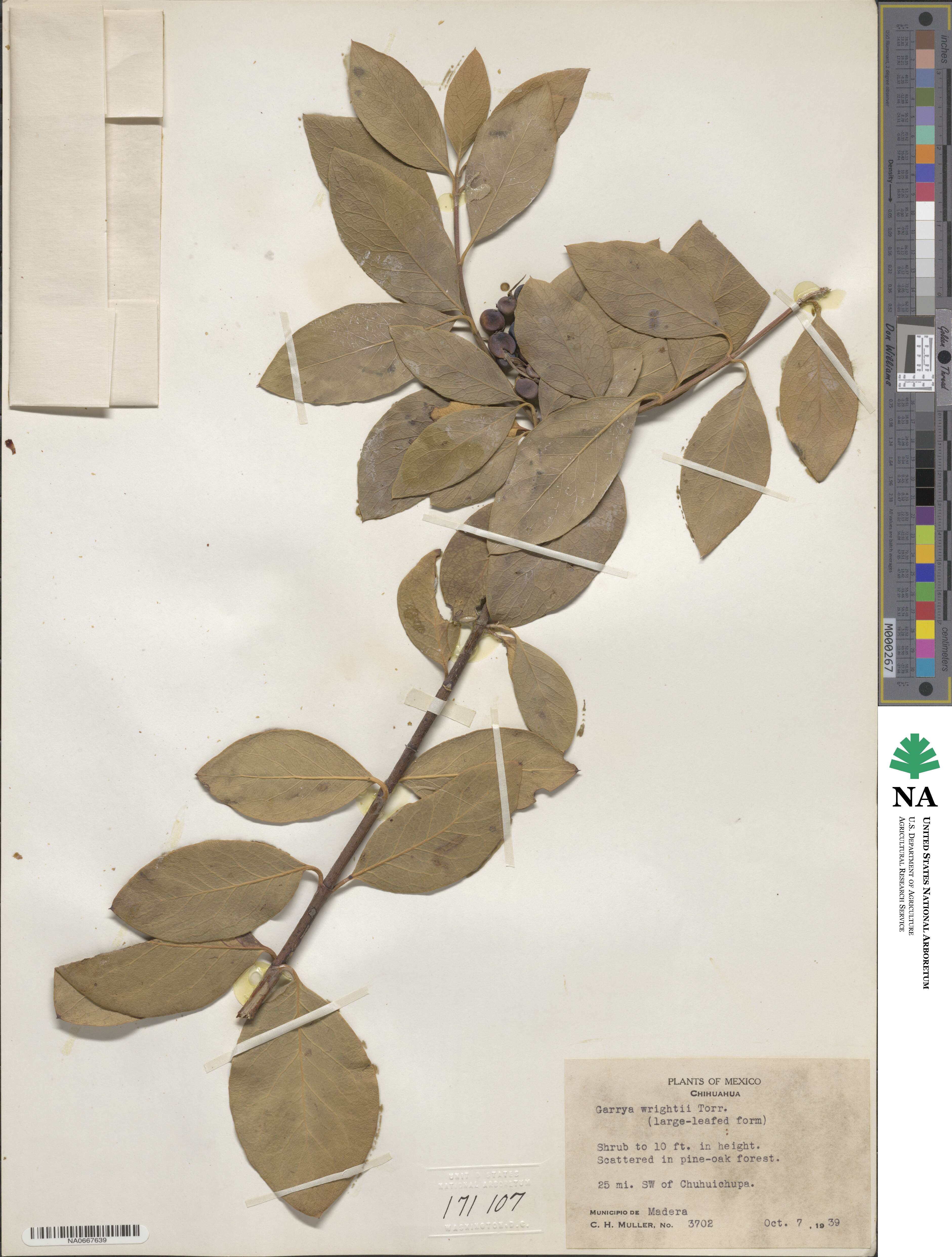 Garrya wrightii image