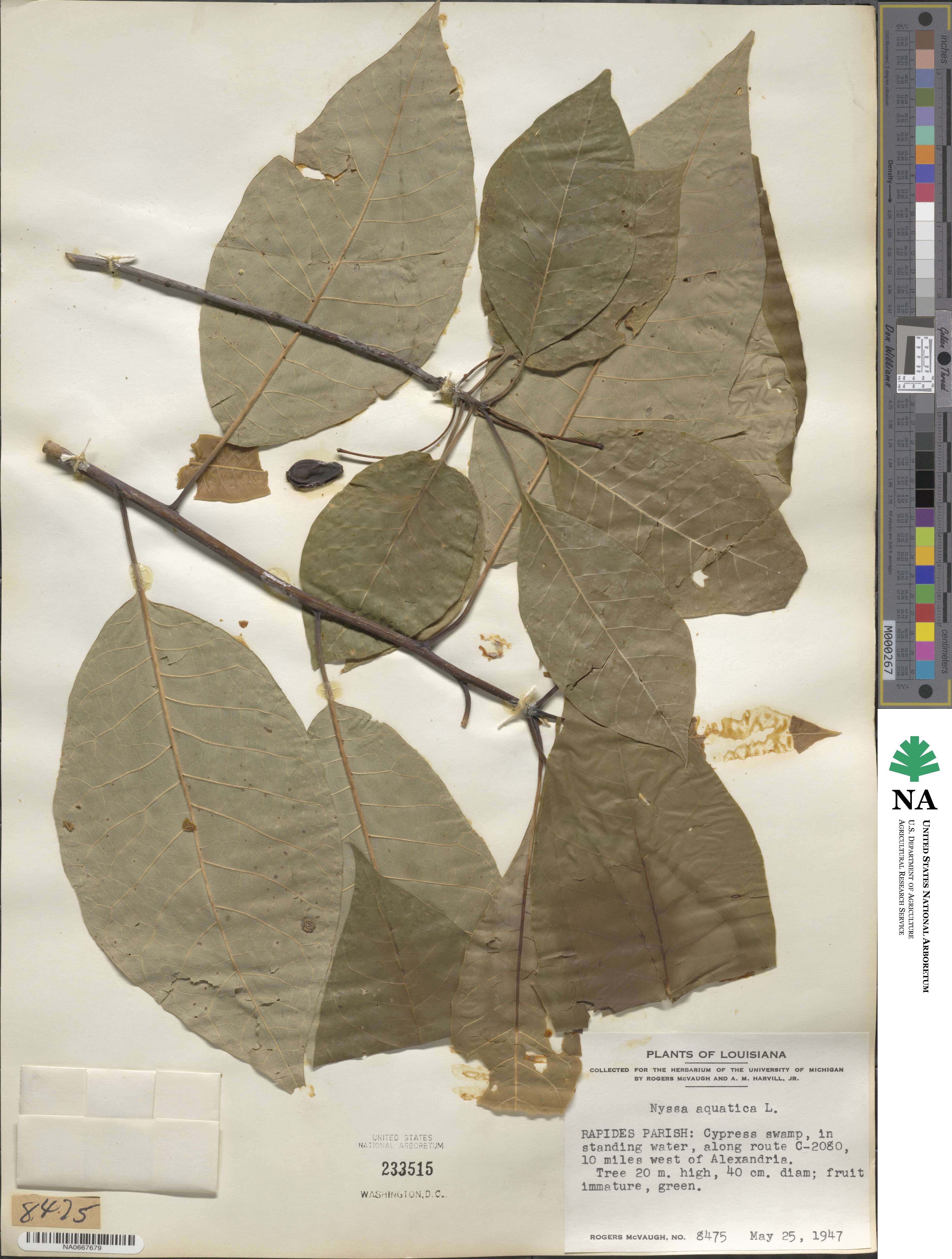 Nyssa aquatica image