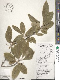 Nyssa biflora image