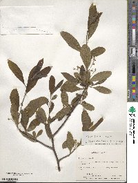 Nyssa biflora image