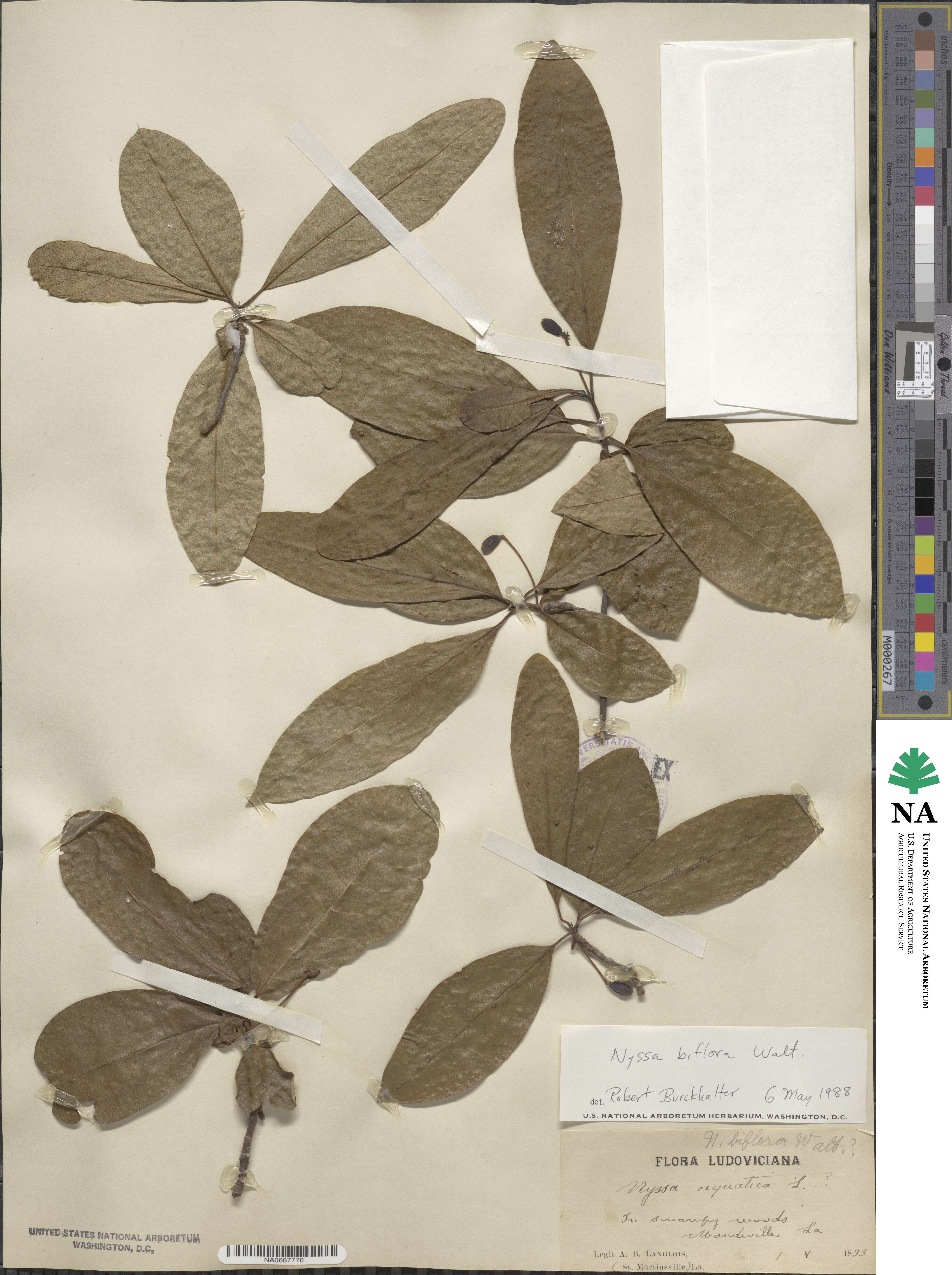 Nyssa biflora image