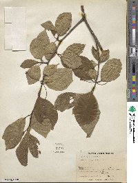 Nyssa sylvatica image