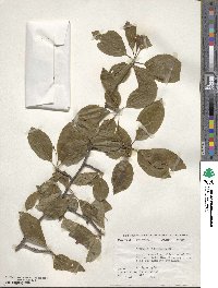 Nyssa sylvatica image