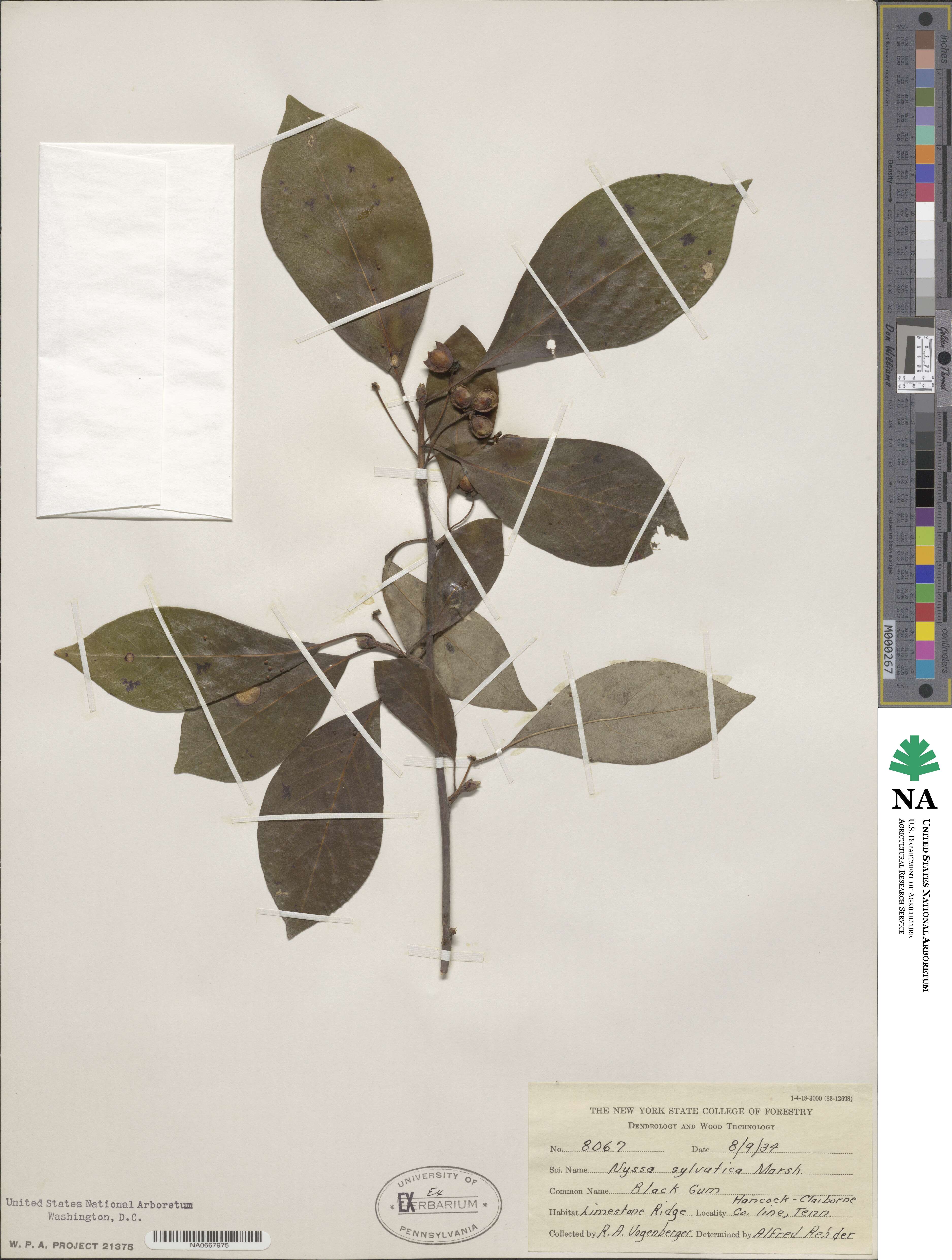 Nyssaceae image