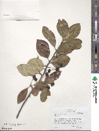 Nyssa sylvatica image