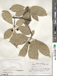 Nyssa sylvatica image