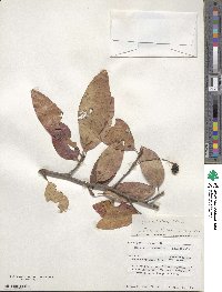 Nyssa sylvatica image