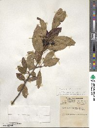 Nyssa sylvatica image