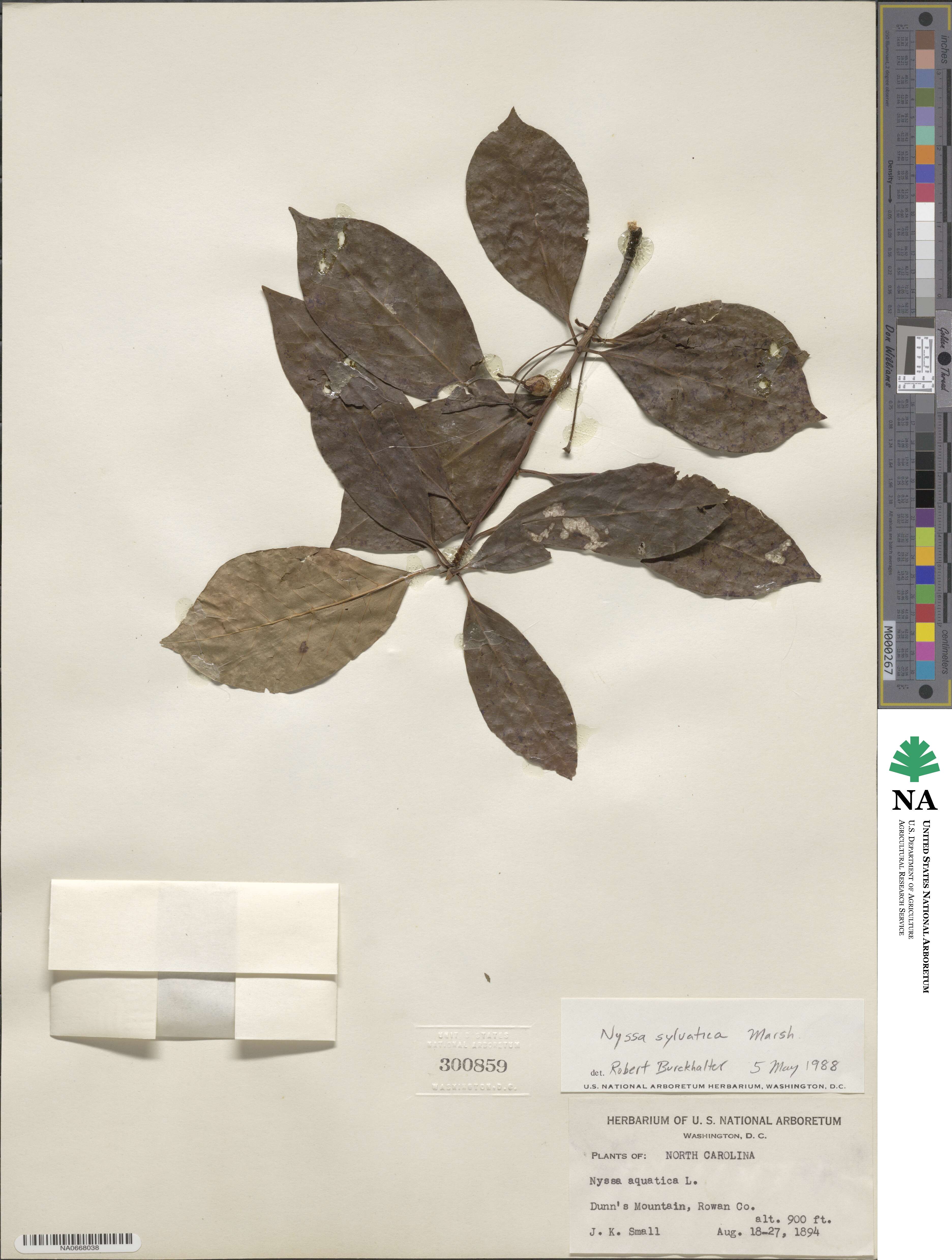 Nyssa sylvatica image