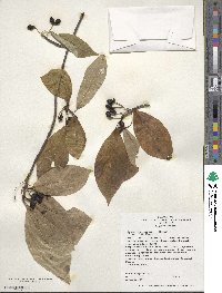 Nyssa sylvatica image