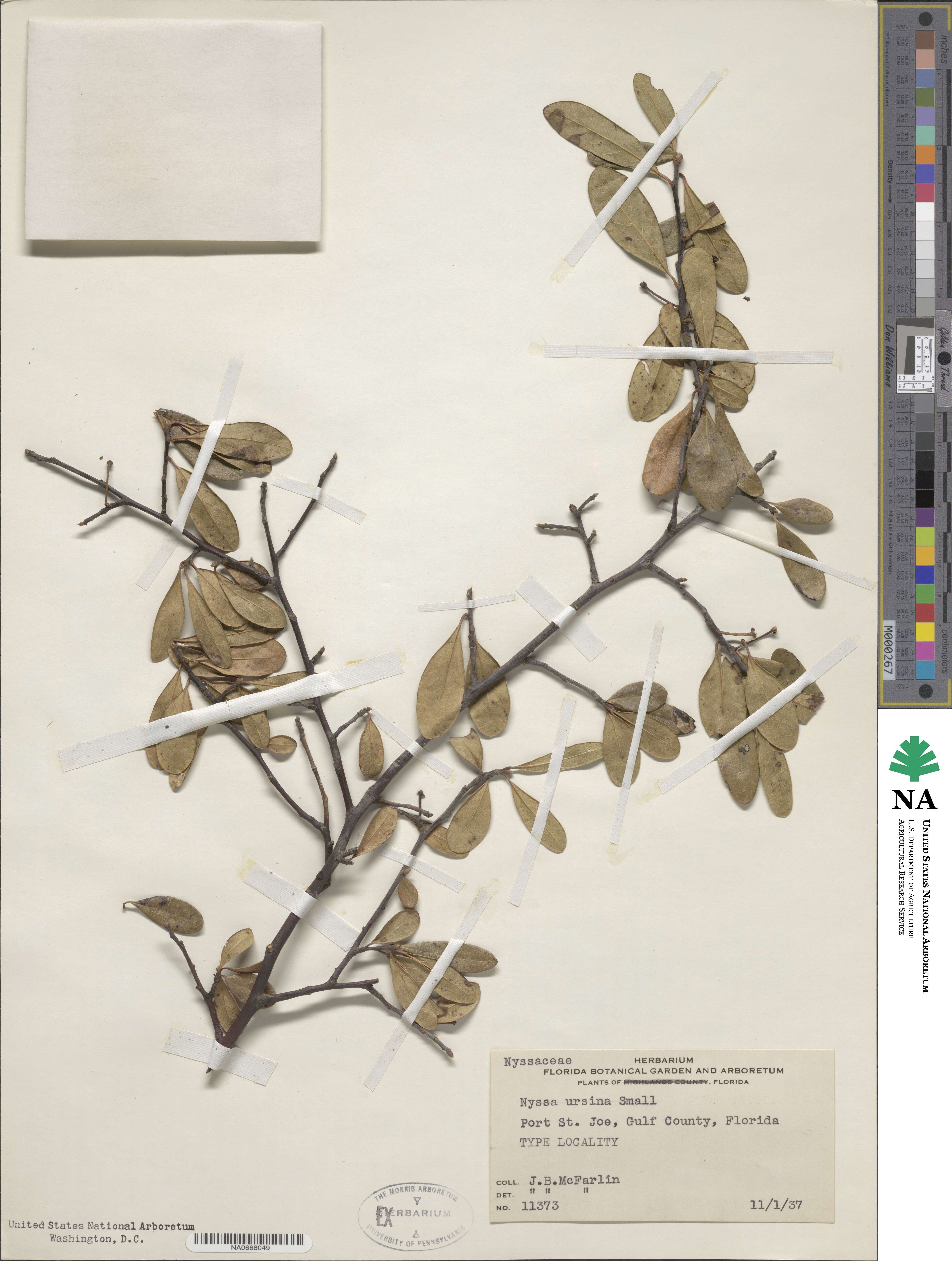 Nyssa biflora image
