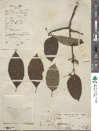 Nyssa sinensis image