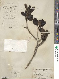 Nyssa sinensis image